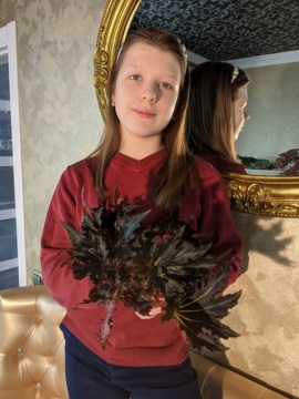 Бегония Flamenсo